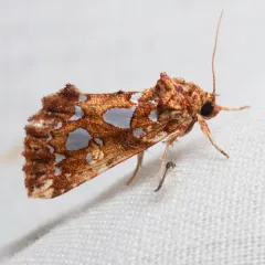 Silver-spotted Fern Moth thumbnail 2