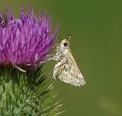 Sandhill Skipper thumbnail 3