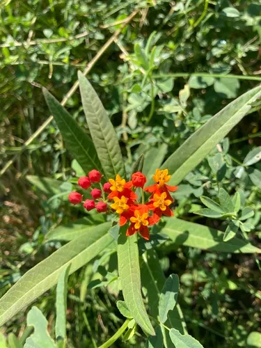 tropical milkweed