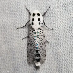Wood Leopard Moth thumbnail 2