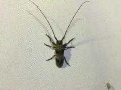 Eastern Twig Girdler thumbnail 2