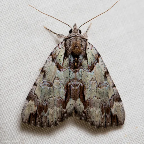 Praeclara Underwing Moth