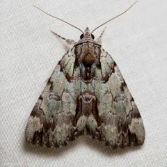 Praeclara Underwing Moth thumbnail 1
