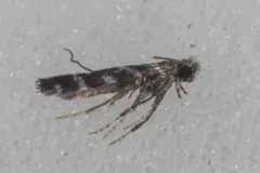 Parornix preciosella thumbnail 2