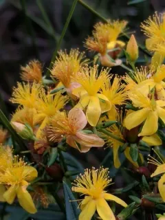 creeping St. John's-wort thumbnail 4