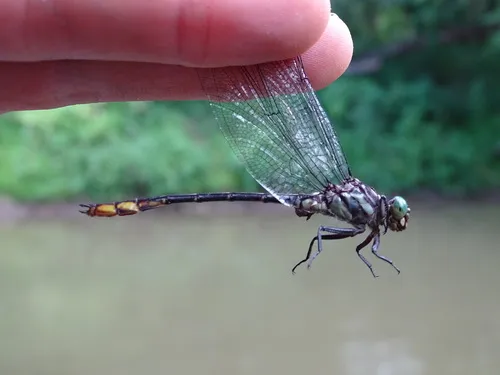 Laura's Clubtail