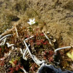 Great Sundew thumbnail 2