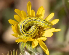 Mountain Hooded Owlet Moth thumbnail 2