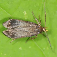 Little Devil Moth thumbnail 4