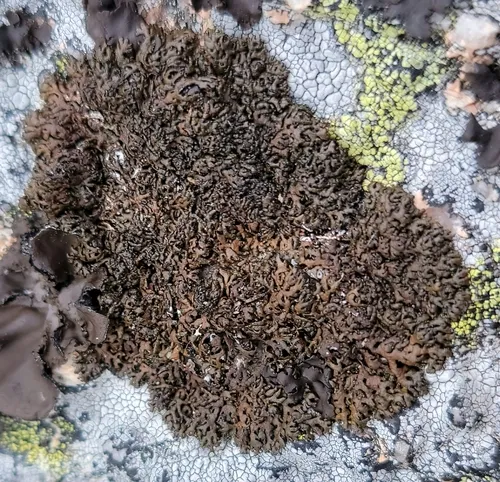 Stygian Black-parmelia