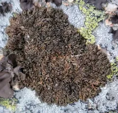 Stygian Black-parmelia thumbnail 1