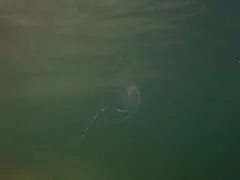 Arctic comb jelly thumbnail 2