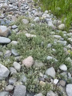 Shrubby willowherb thumbnail 1