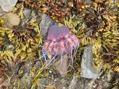 Helmet Jelly thumbnail 3