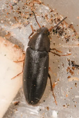 Basal False Darkling Beetle