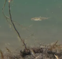 Oregon Chub thumbnail 2