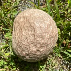 Purple-spored Puffball thumbnail 3