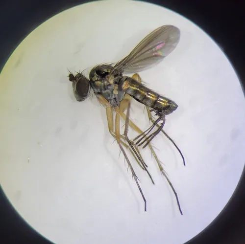 Pelastoneurus kansensis