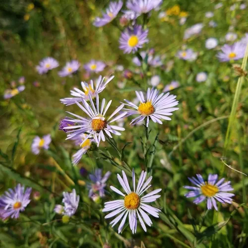 Leafy Aster