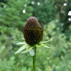 western cone-flower thumbnail 1
