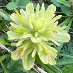 Unalaska paintbrush thumbnail 4