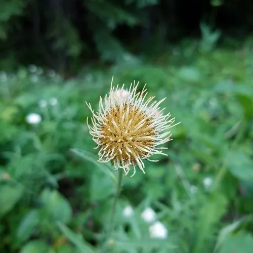 Fewleaf Thistle