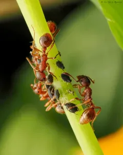 Aphis impatientis thumbnail 3