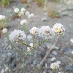 Naked Buckwheat thumbnail 1