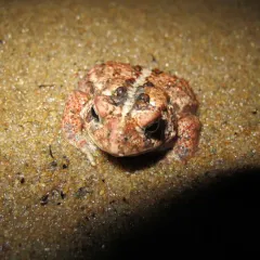 American Toad thumbnail 5