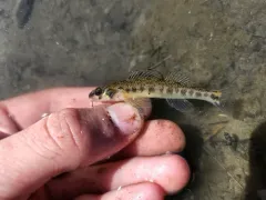 Channel Darter thumbnail 2