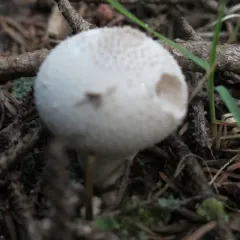 common puffball thumbnail 4