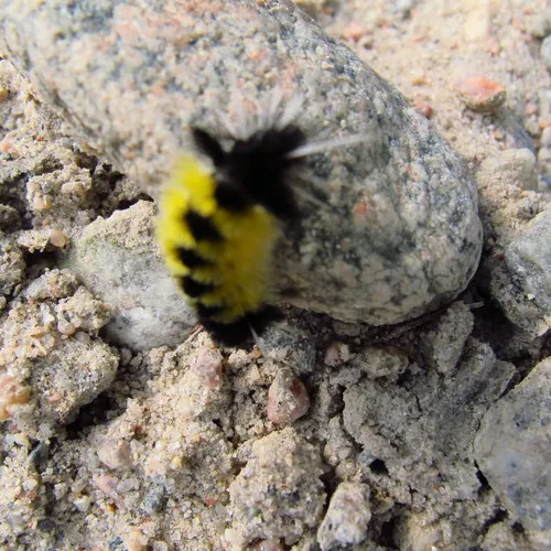 Spotted Tussock Moth