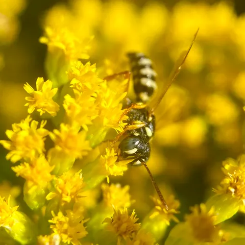 Cerceris deserta