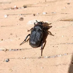 Cremastocheilus canaliculatus thumbnail 4