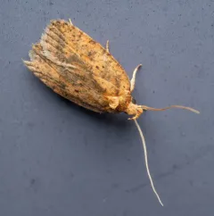 Four-dotted Agonopterix Moth thumbnail 2
