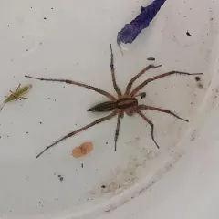Potter's Grass Spider thumbnail 2