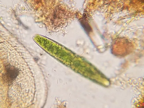 Tetmemorus granulatus