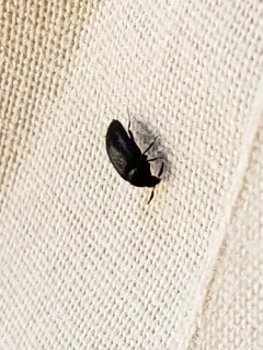 Attagenus schaefferi thumbnail 2