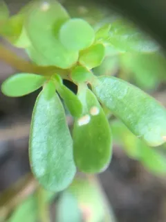 purslane white rust thumbnail 4