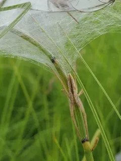 Tibellus asiaticus thumbnail 2