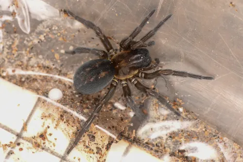 Arctobius agelenoides