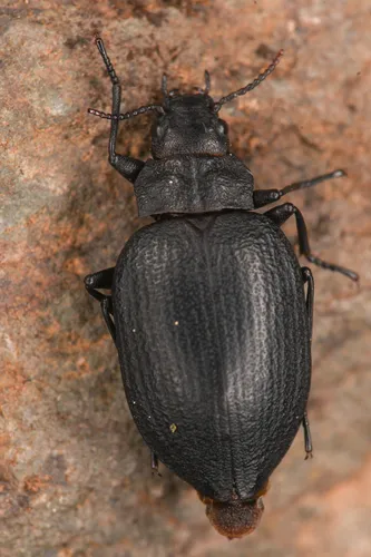 Amphizoa insolens