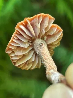 Laccaria nobilis thumbnail 3