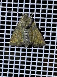 Tawny Marbled Minor thumbnail 2