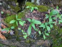 Northern Arnica thumbnail 2