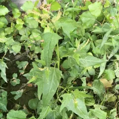 Russian atriplex thumbnail 4