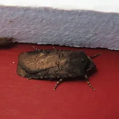 Fleece-winged Dart thumbnail 3
