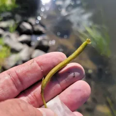 American eelgrass thumbnail 3