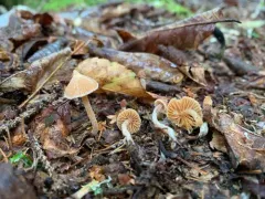 peaked webcap thumbnail 4