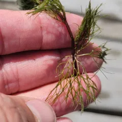 Water Marigold thumbnail 3